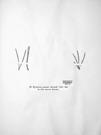 Lophodermium pinastri image